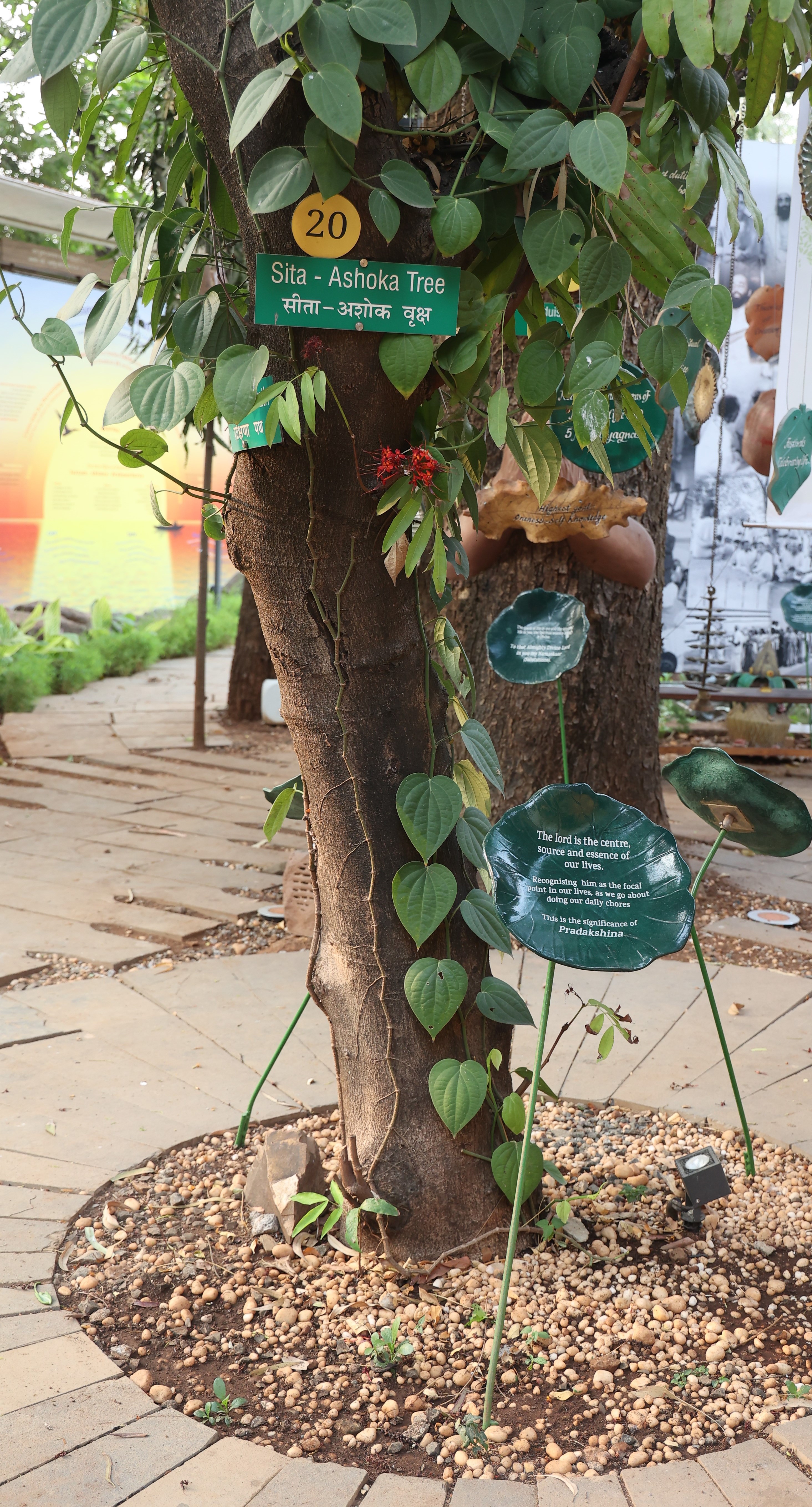 The Sita Ashoka Tree